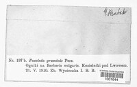 Puccinia graminis image